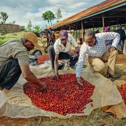 Kenya Kiawamururu AA - Filter