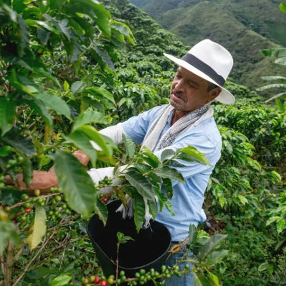 Decaf Colombia Medellin