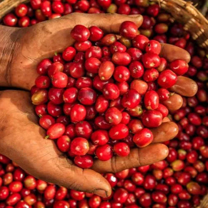 Ethiopia Guji Hambela - Espresso