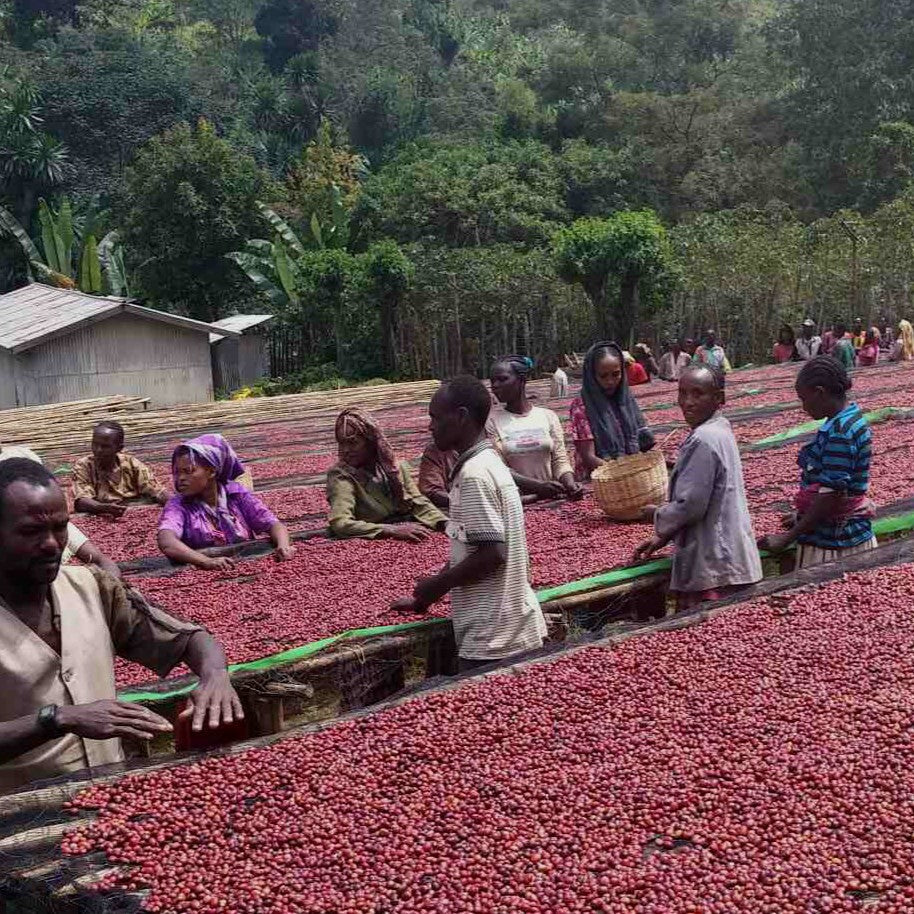 Ethiopia Guji Hambella - Espresso